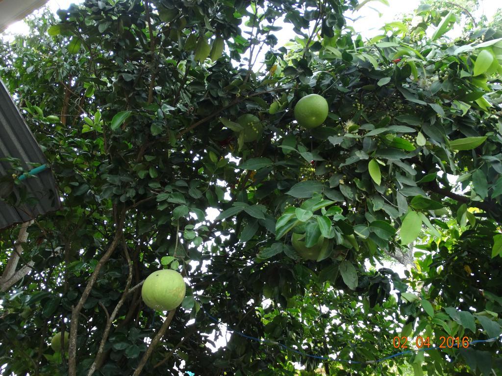 Yellow House Homestay Hoi An Esterno foto