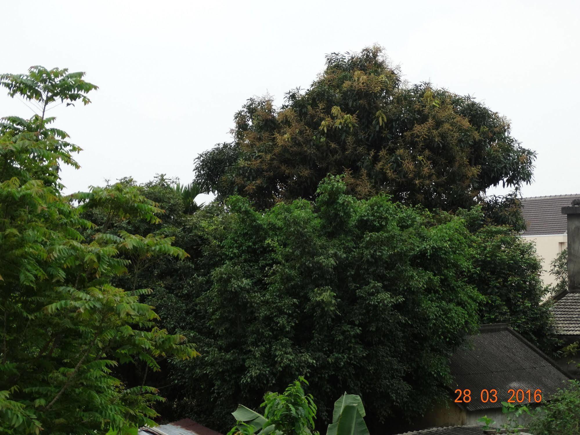 Yellow House Homestay Hoi An Esterno foto